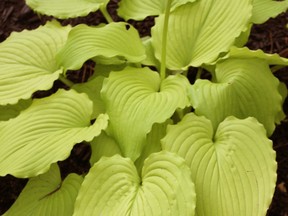 'Dancing Queen' is the American Hosta Growers Association's selection for Hosta of the Year. (photo by Bob Solberg -- Green Hill Farm)