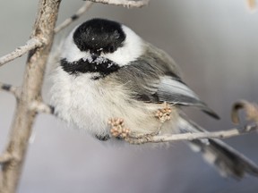 A chickadee takes a break from feeding in Saskatoon on Jan. 13, 2020.