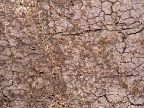 Clay soils are slow to warm up in the spring, often poorly drained, and can be difficult to work. (photo by Sara Williams)