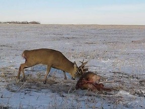 Two whitetail bucks deer are shown in this handout image. A whitetail deer is alive thanks to the marksmanship of a Saskatchewan conservation officer after its antlers became locked together with another deer's.