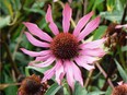 A pink coneflower to add colour to your late summer border.