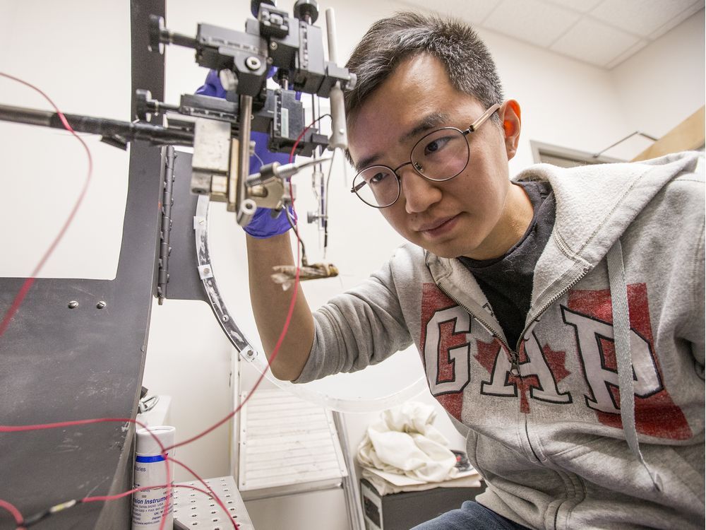 PhD student Sinan Zhang prepares for an experiment. (Saskatoon StarPhoenix/Matt Smith)