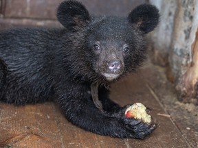 File photo of a Himalayan bear.