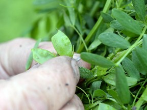 Small red lentils seen on a farm near Riceton, Sask. on July 12, 2016.