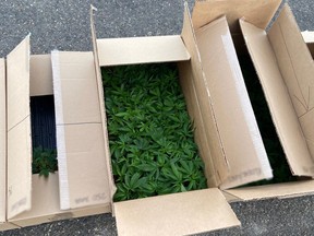 Boxes containing some 747 cannabis plants were allegedly found by RCMP during a traffic stop near Kindersley, Sask. on March 4, 2020. (RCMP supplied photo)