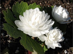 Double bloodroot blooms for a very short time, but is gorgeous -- and has nice foliage. (photo by Hugh Skinner)