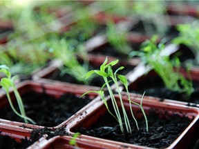 Seedlings which have germinated but have not yet developed their true leaves. Photo credit: Pink Sherbet P hotography - Creative Commons 2.0