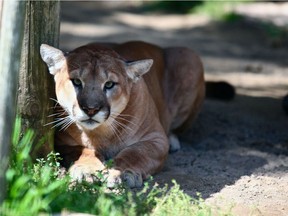 Jethro, a cougar that lived at the Saskatoon Forestry Farm Park & Zoo since 2009, died overnight between April 4 and 5, 2020 of heart disease, according to zoo staff.