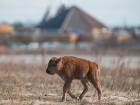 The first bison to be born at Wanuskewin Heritage Park in roughly 150 years.
