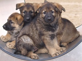 The RCMP on April 29, 2020 announced the winners of its annual Name the Puppy contest. RCMP Staff Sgt. Gary, senior trainer and acting officer in charge of the training centre, said the "13 names will serve our dogs with pride." (Photo courtesy RCMP)