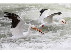 Saskatoon Fire was called to the weir for an apparent pelican in distress. Pelicans arrived at the weir on the South Saskatchewan River, April 22, 2020.
Stock photo