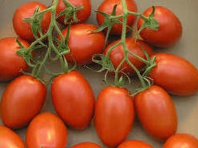 Pear tomatoes are excellent for paste or sauces and take about 75 days from transplant to harvest. (Photo Credit: Wikimedia commons)