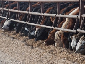 Cattle eat on the edge of one of the enclosures on the Flotre farm near Bulyea, Saskatchewan on Jan. 23, 2020 (Brandon Harder / Regina Leader-Post)