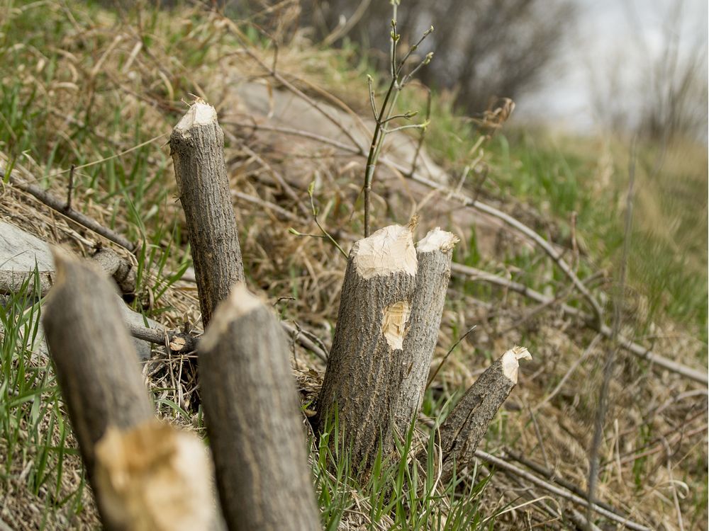 Rise In Downtown Beaver Activity May Be Linked To Migration Patterns   255658541 0501 Beavers Mbs 01 W 