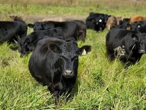 Livestock on Abbey Webber's farm, Hogg Wild Heritage Farm. Her business has seen increased demand for beef and pork products during the COVID-19 pandemic. (Photos courtesy Abbey Webber)