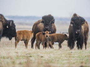 The herd of plains bison at Wanuskewin has grown. Four new calves have been born at the Heritage Park. Photo taken on Tuesday, May 12, 2020.