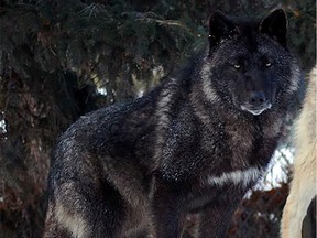 The Saskatoon Forestry Farm Park & Zoo has said a sad farewell to Zeppelin the grey wolf. The zoo on May 14, 2020 euthanized Zeppelin, one of two grey wolves that had been together at the Forestry Farm since 2007. (Photo courtesy Saskatoon Forestry Farm Park & Zoo)