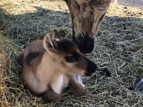 Zippy the caribou was born at the Saskatoon Forestry Farm and Zoo on May 15, 2020. The calf was named in honour of Zeppelin, the zoo's grey wolf, who was euthanized the day before. Provided photo.