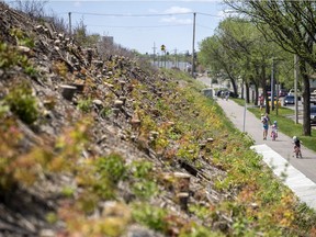 Saskatoon city councillor Darren Hill wants Canadian Pacific Railway to explain its decision to cut down thousands of trees alongside its line running through City Park and North Park.