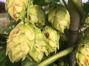 Cones on a female hops plant. (Photo by Jill Thomson)