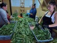 From left, Leah Keighley, Clair Charles, Andrea Bird and Deanna Cook process fireweed for Boreal Heartland. (Submitted photo)