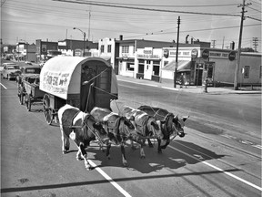 A photo of oxen and a covered wagon, from June 25, 1955. (City of Saskatoon Archives StarPhoenix Collection S-SP-B3533-3)