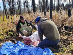 Harry George and Chad George work on preparing a moose to bring back home last fall. The family is currently tanning the hide. Photo supplied by Jill George on June 24, 2020. (Saskatoon StarPhoenix.)