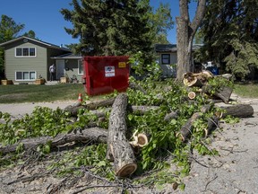 Heavy winds brought trees down across Saskatoon on June 1, 2020 (Matt Smith / Saskatoon StarPhoenix)