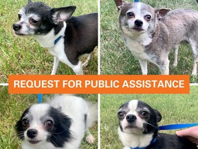 The Saskatoon SPCA and Animal Protection want help finding out how and why five chihuahuas were abandoned by a trash bin on 33rd Street. (Photo from Saskatoon SPCA Facebook page)