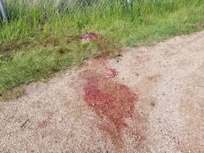 The Saskatoon Trail Alliance is warning residents to avoid the trails south of Diefenbaker Park after the remains of two deer were discovered, believed to have been killed by a cougar.  Photo from Saskatoon Trail Alliance Facebook page.