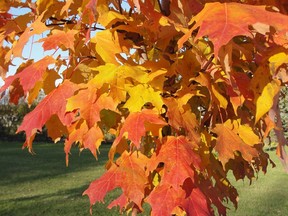 Inferno maple in fall splendour. (Image courtesy of Jeffries Nursery)