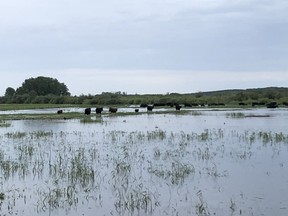 Allan Shkopich's cattle travel across flooded terrain north of Meadow Lake. Photo supplied by Allan Shkopich on July 7, 2020. (Saskatoon StarPhoenix.)