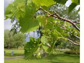 You can avoid annoying leaf galls on a little leaf linden by planting a resistant cultivar.