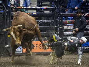Jared Parsonage is bucked off by the bull Cool Bricks during the 2019 PBR Canadian finals at SaskTel Centre.