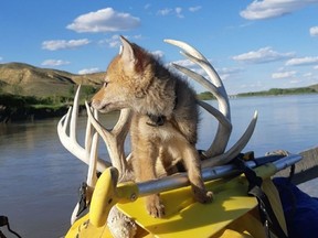 According to the Wildlife Rehabilitation Society of Saskatchewan in a Facebook post on July 14, 2020, a man -- identified in a WRSOS Facebook post as Justin -- had recently been rafting down the Red Deer and South Saskatchewan Rivers when he rescued a drowning coyote pup. Over the next 10 days, Justin fed the animal and kept it warm until returning to shore and contacting animal care agencies. (Facebook / Wildlife Rehabilitation Society of Saskatchewan)