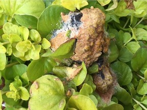 Dog vomit slime mould aethalium showing dark spores.