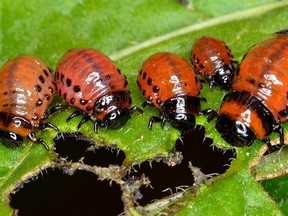 A family of Colorado potato beetle larvae making a meal of a potato leaf. (photo by Tavo Romann) (for Saskatoon StarPhoenix Bridges gardening column, Aug. 6, 2020)