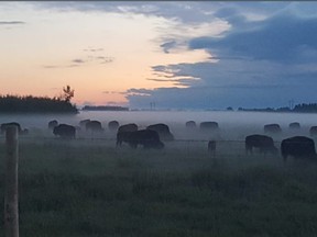 Some time between Saturday night and early Sunday morning, Diane and Mark Pastoor say someone trespassed on their property near Dalmeny, clipped 13 wires of the fence, enabling the 52 bison (pictured in a 2018 photograph) to escape their pens. (Facebook / Diane Pastoor)