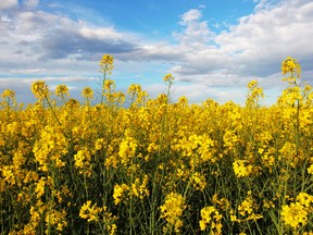 A canola field.