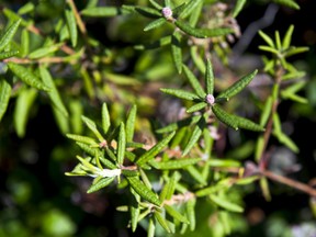 Labrador tea can be steeped in boiling water to relieve ailments like colds, coughs and congestion. (Saskatoon StarPhoenix).