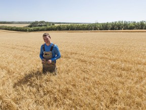 Derek Dery stands in a field of wheat. After years of difficult harvests, Dery is optimistic this year will bring a modest recovery as he begins combining this month. Photo taken in Saskatoon, SK on Tuesday, August 18, 2020.