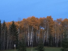 Plans to log hardwood in Meadow Lake Provincial Park have caused concern among some residents. Photo provided by Leslie Morgenstern on Monday, August 31, 2020. (Saskatoon StarPhoenix)