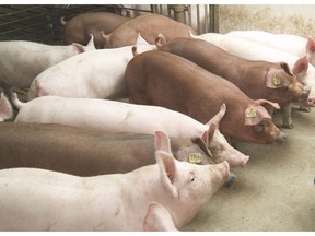 Sask Pork general manager Mark Ferguson says the glut of supply earlier in the year has led to reduced prices for pork. Photo provided by Sask Pork on Friday, September 4, 2020. (Saskatoon StarPhoenix).