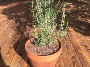 A pot of rosemary ready to spend the winter indoors on a window sill. (Photo by Jill Thomson)