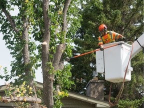 The City of Saskatoon on Sept. 15, 2020 confirmed the city's first case in five years of Dutch elm disease. The tree was set to be removed as happened in Regina in July 2019 when a case (pictured) was confirmed (Brandon Harder / Regina Leader-Post)