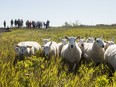 conservation grazing