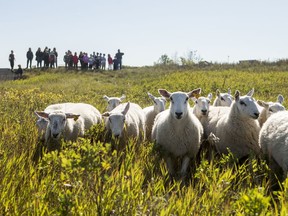 Shepherd Jared Epp, right, and sheep herding border collie Stu (not pictured) move sheep during a Meewasin targeted conservation grazing demonstration at Beaver Creek conservation area near Saskatoon, Sept. 13, 2019.