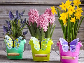 Spring flowers to brighten up a dreary winter's day (left to right: grape hyacinth (Muscari), hyacinth, mini daffodils). (Photo credit: www.proflowers.com)