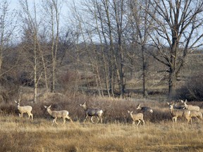 A group of mule deer search for greener pastures, April 22, 2015. (GordWaldner/TheStarPhoenix).