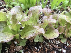 Early spring emergence of lettuce seeded in fall. (Photo by Jackie Bantle)